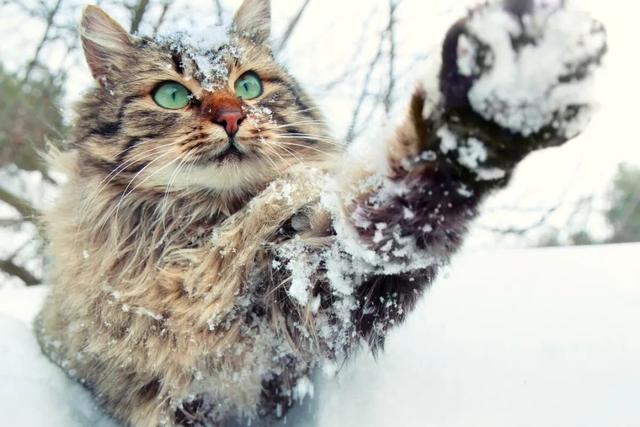 俄罗斯猫的图片（俄罗斯有什么品种猫图片）