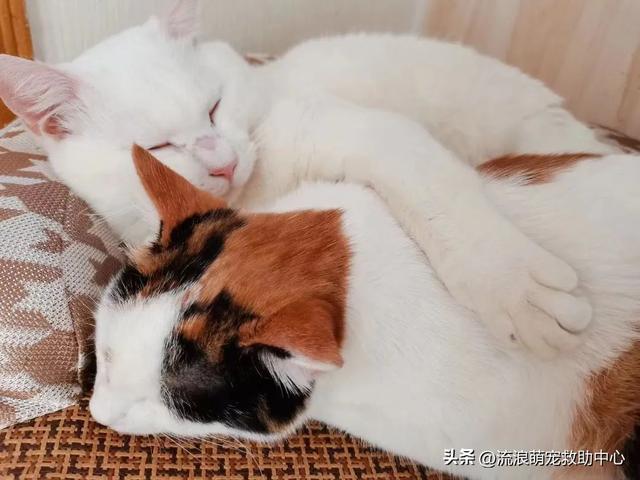 离这里最近的狗市场是哪里_（离我们最近的狗市在哪里）