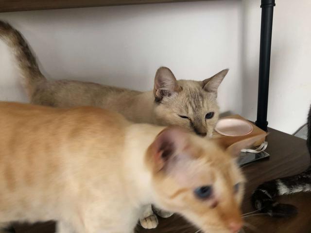 小奶猫临死前的六个特殊征兆视频？小奶猫要死了之前的征兆！