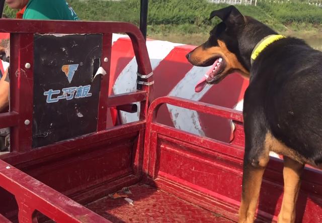 附近狗狗出售信息电话（附近狗狗出售信息大全）