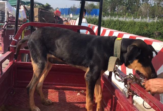 附近狗狗出售信息电话（附近狗狗出售信息大全）