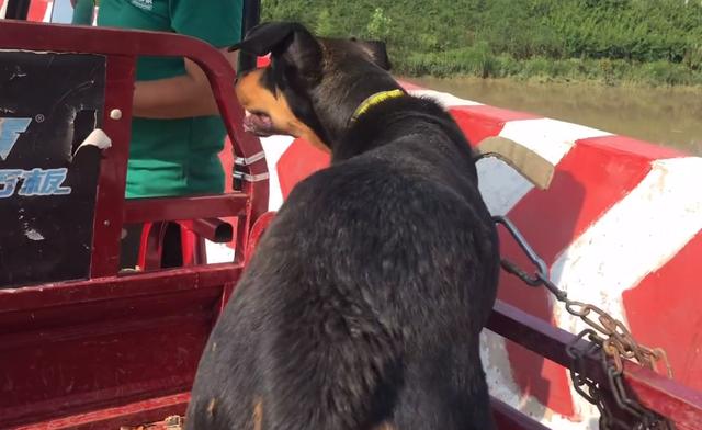 附近狗狗出售信息电话（附近狗狗出售信息大全）