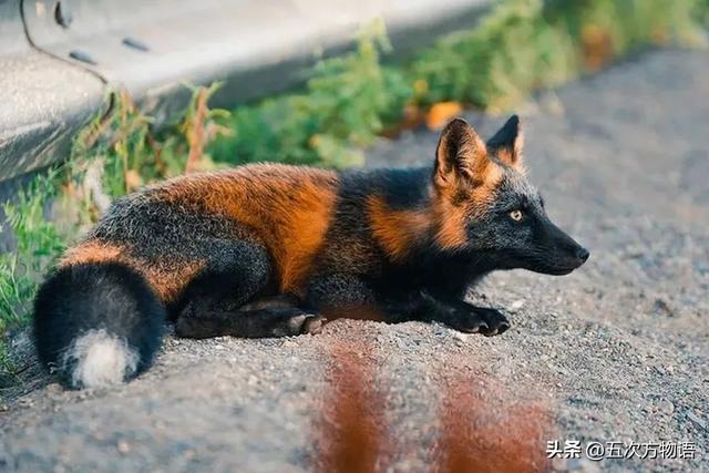 日本尖嘴犬多少钱一只呢(日本尖嘴犬有多重)