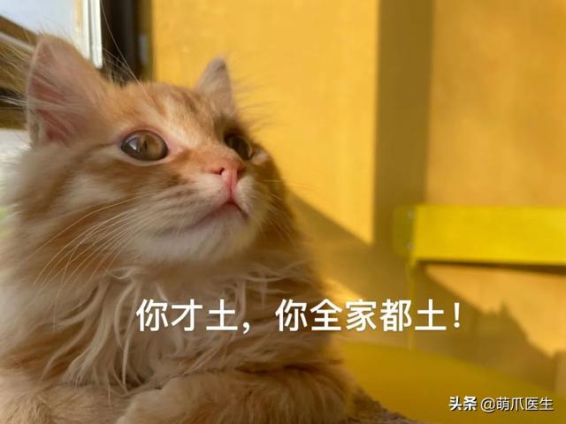 蓝猫和家猫杂交图片大全（蓝猫和家猫杂交图片视频）