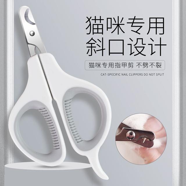 手套色布偶猫一般多少钱（重点色布偶猫和手套色布偶猫价格）