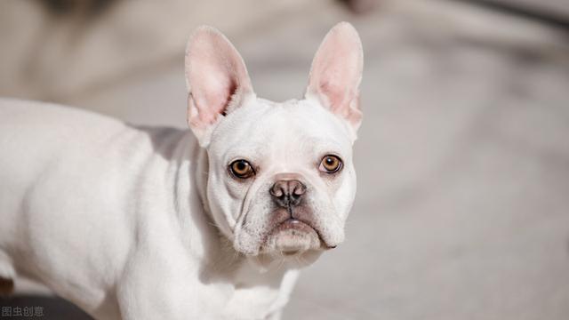 英国斗牛犬图片及价格表大全（英国斗牛犬图片及价格表视频）