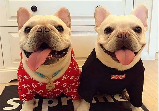 可卡狗狗图片（可卡幼犬图片大全集）