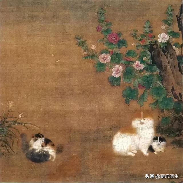 蓝猫和家猫杂交图片大全（蓝猫和家猫杂交图片视频）