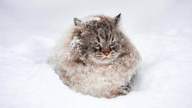 俄罗斯猫的图片（俄罗斯有什么品种猫图片）