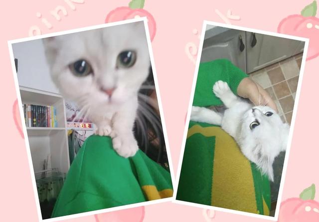 银渐层猫应该怎么养？养银渐层猫的坏处！