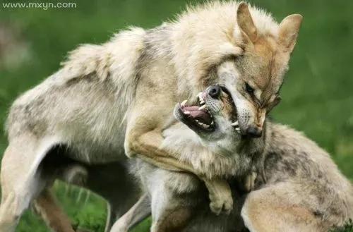 相狗经 专看土狗王（民间相狗经土狗怎样看是狗王）