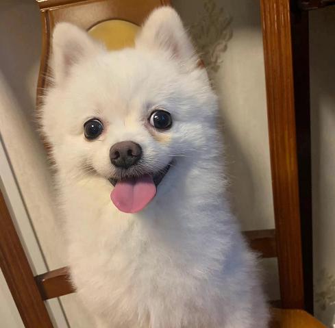 博美犬价格（博美犬狗狗多少钱一只）