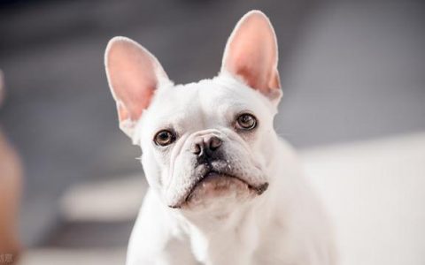 英国斗牛犬图片及价格表大全（英国斗牛犬图片及价格表视频）