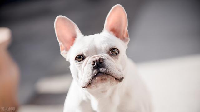 英国斗牛犬图片及价格表大全（英国斗牛犬图片及价格表视频）