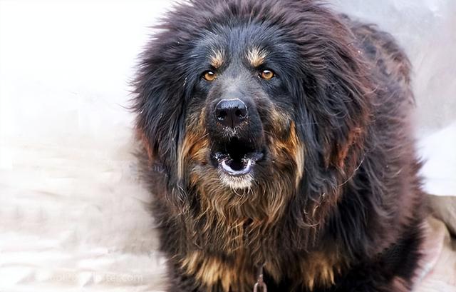 古牧犬图片多少钱一只（古牧犬图片造型）