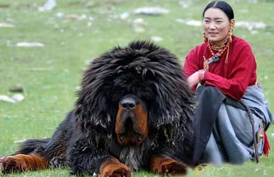 古牧犬图片多少钱一只（古牧犬图片造型）