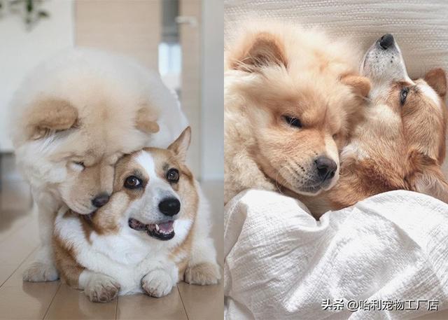 柯基犬图片大全可爱（黑色柯基犬图片大全）