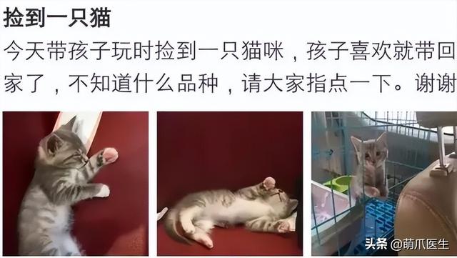 蓝猫和家猫杂交图片大全（蓝猫和家猫杂交图片视频）