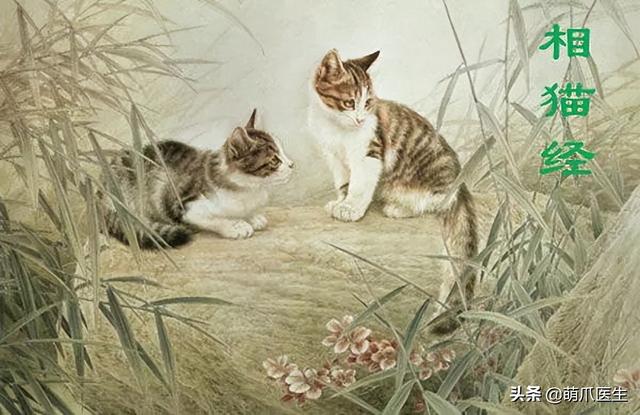 蓝猫和家猫杂交图片大全（蓝猫和家猫杂交图片视频）