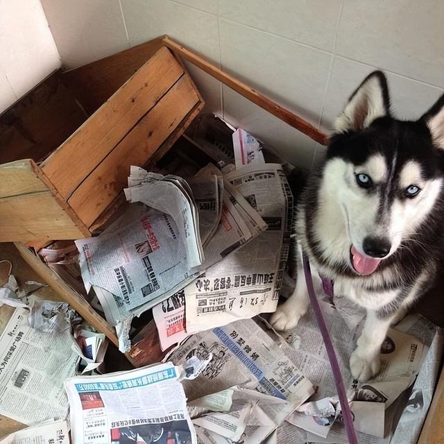 哈士奇图片搞笑表情包（哈士奇图片搞笑 表情）