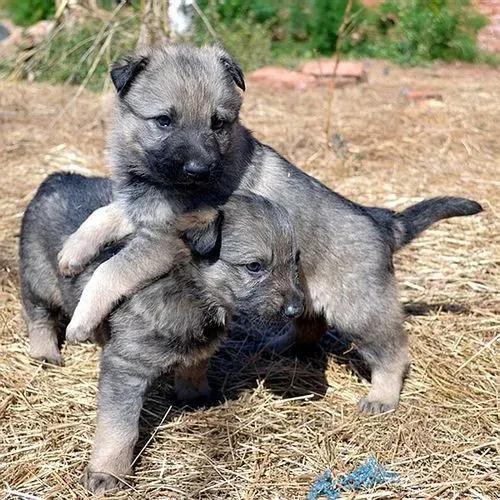 相狗经狗王(相狗经中最好的狗)