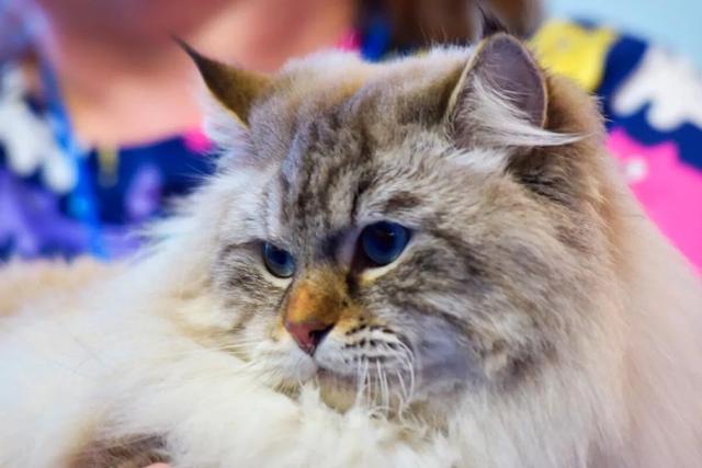 俄罗斯猫的图片（俄罗斯有什么品种猫图片）