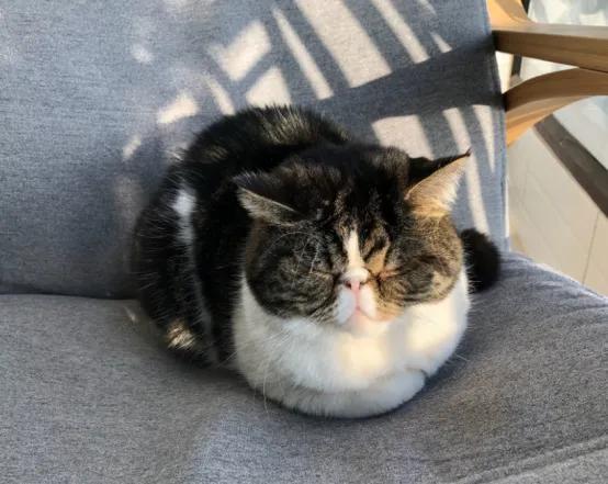 猫咪得猫传腹一般能活多久（猫得了传腹还能活多久）