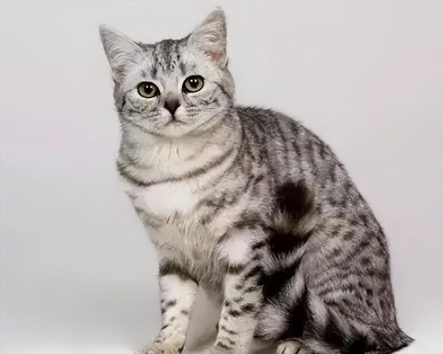 暹罗猫价格多少钱一只幼猫（暹罗猫）