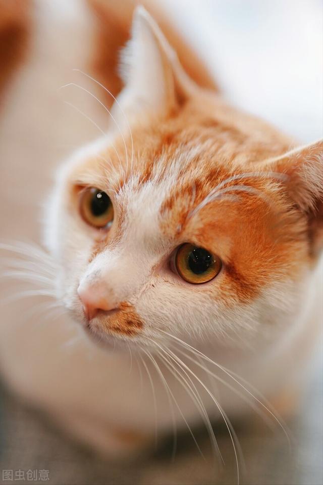 中华田园猫多少钱一只幼崽宠物市场（中华田园猫多少钱一只幼崽图片）