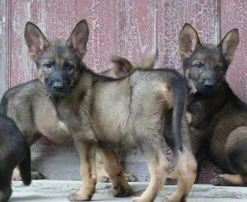 相狗经狗王(相狗经中最好的狗)