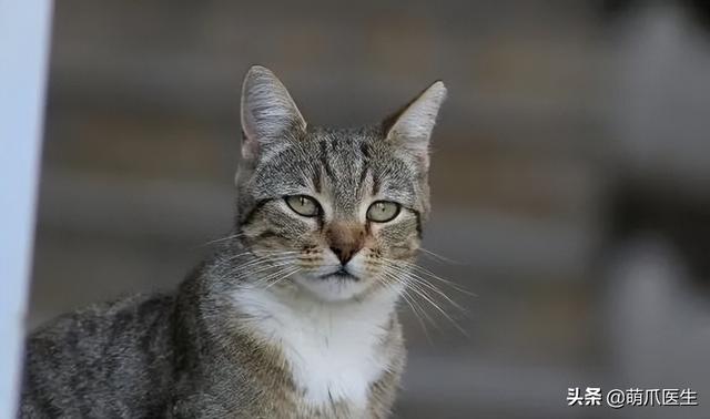 蓝猫和家猫杂交图片大全（蓝猫和家猫杂交图片视频）