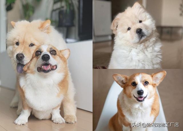 柯基犬图片大全可爱（黑色柯基犬图片大全）