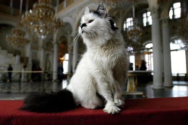 俄罗斯猫的图片（俄罗斯有什么品种猫图片）