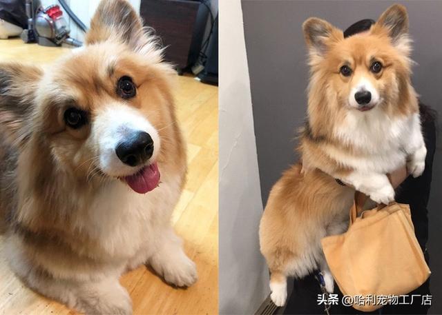 柯基犬图片大全可爱（黑色柯基犬图片大全）