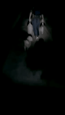 离这里最近的狗市场是哪里_（离我们最近的狗市在哪里）