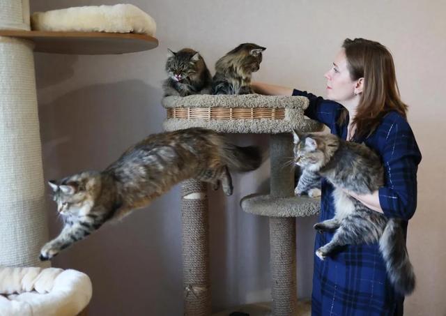 俄罗斯猫的图片（俄罗斯有什么品种猫图片）