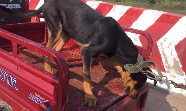 附近狗狗出售信息电话（附近狗狗出售信息大全）