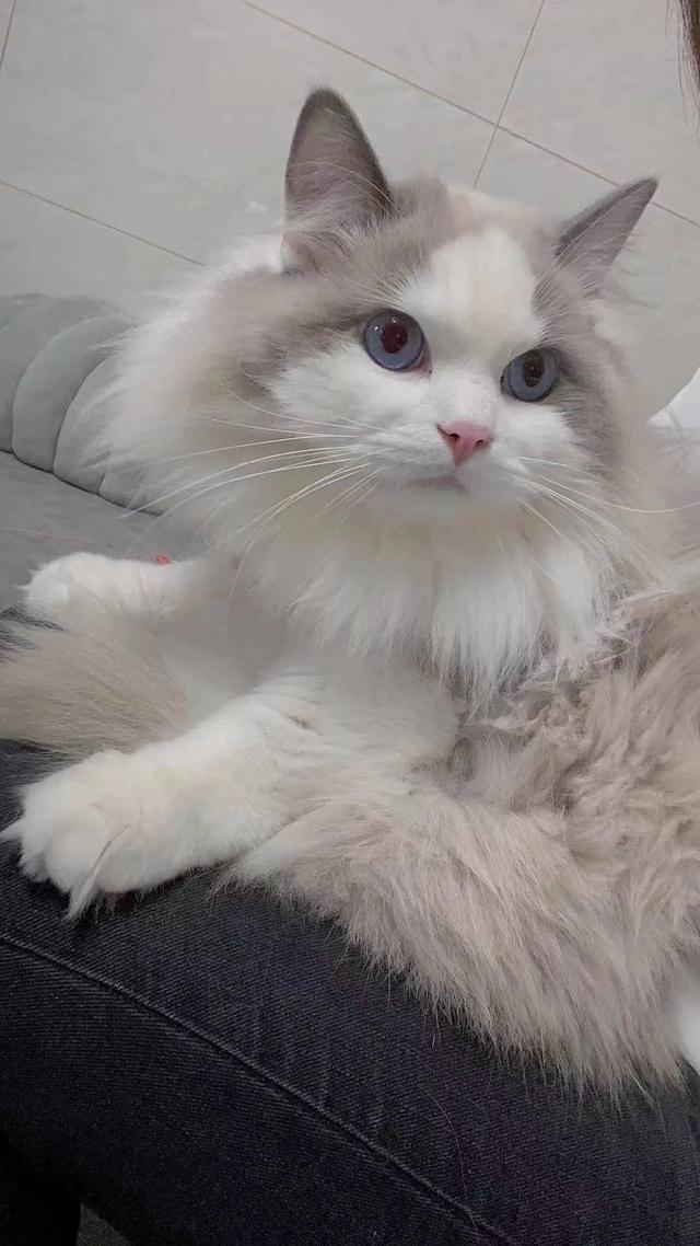 全价猫粮是什么意思 幼猫能吃吗？全价猫粮是什么意思幼猫多大可以吃！