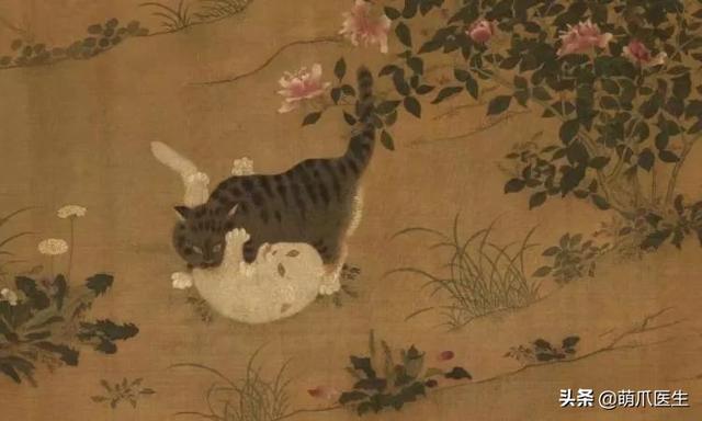蓝猫和家猫杂交图片大全（蓝猫和家猫杂交图片视频）