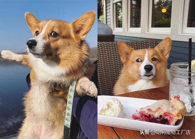 柯基犬图片大全可爱（黑色柯基犬图片大全）