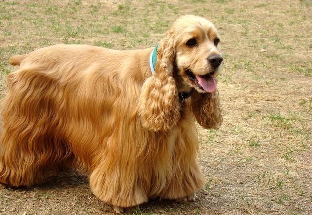 可卡狗狗图片（可卡幼犬图片大全集）