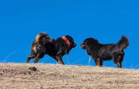 古牧犬图片多少钱一只（古牧犬图片造型）