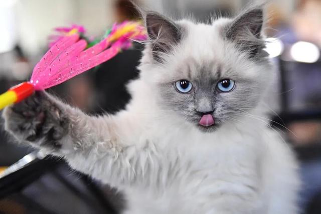 俄罗斯猫的图片（俄罗斯有什么品种猫图片）