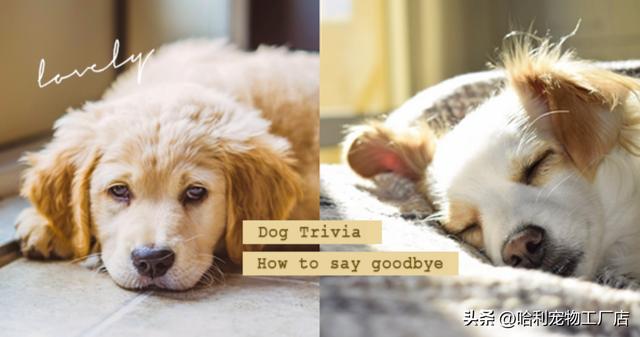 狗狗临死前的表现10天？狗狗临死前的表现10天 症状！