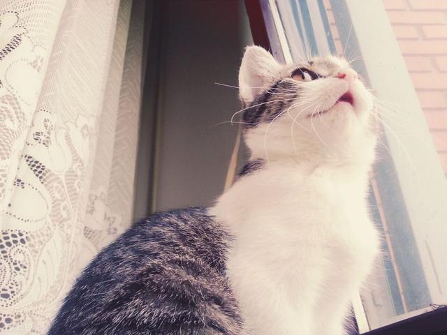 中华田园猫多少钱一只幼崽宠物市场（中华田园猫多少钱一只幼崽图片）