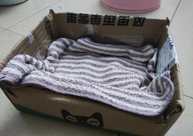 一只断尾小猫咪！猫多少钱一只正常价？