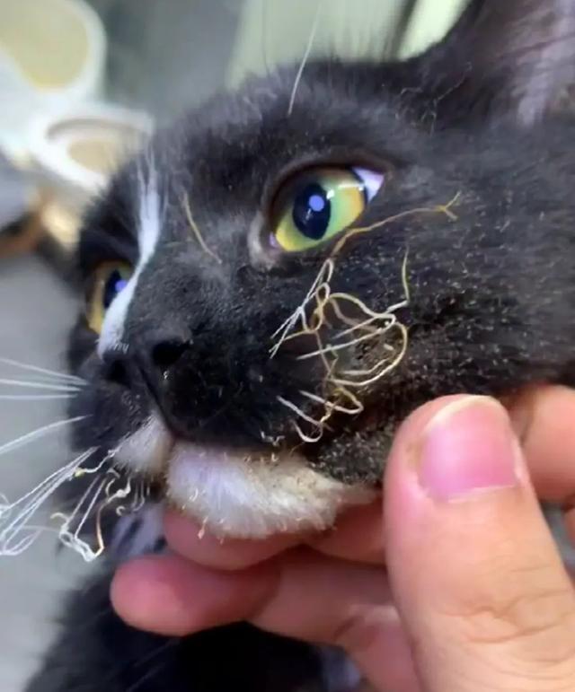 猫的胡须能起到什么作用的作文？不止带来好运！关于“猫胡须”，你了解多少？！