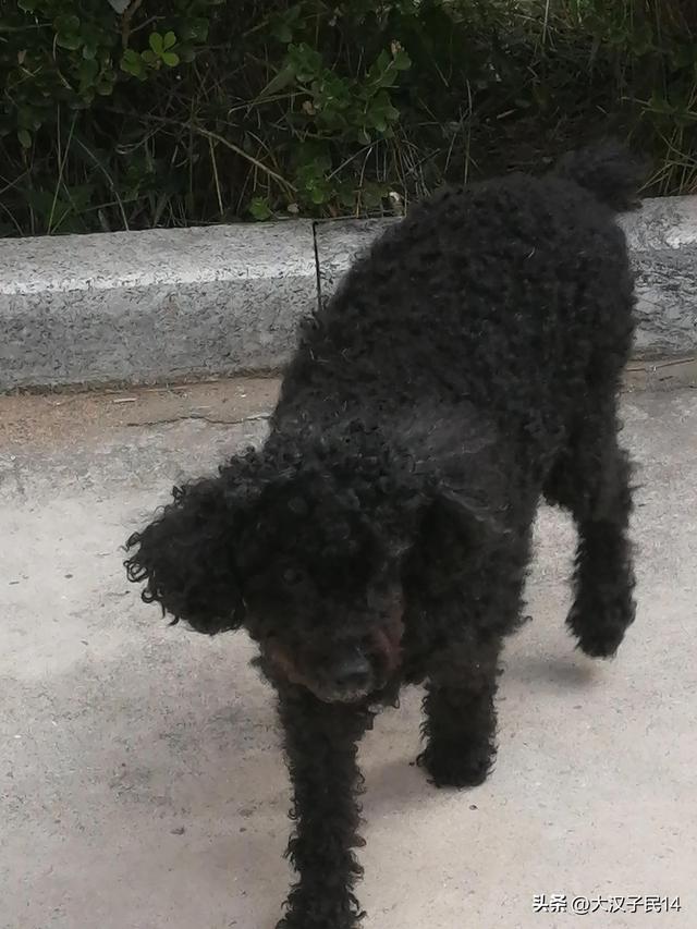 我家的宠物叫“莎莎”！贵妇犬图片大全贵宾犬？