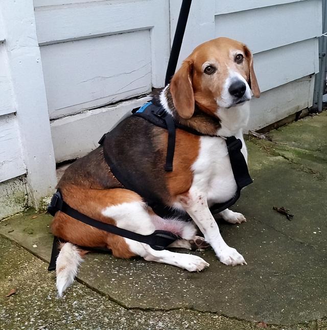 这6种狗超容易胖，分分钟让你变“养猪大佬”！长毛腊肠犬多少钱一只幼犬？