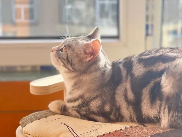 猫几个月生小猫崽？猫生！